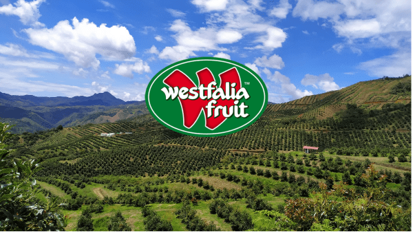Westfalia Fruit Estates Hiring Avocado Pickers